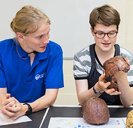 Two students examining skulls