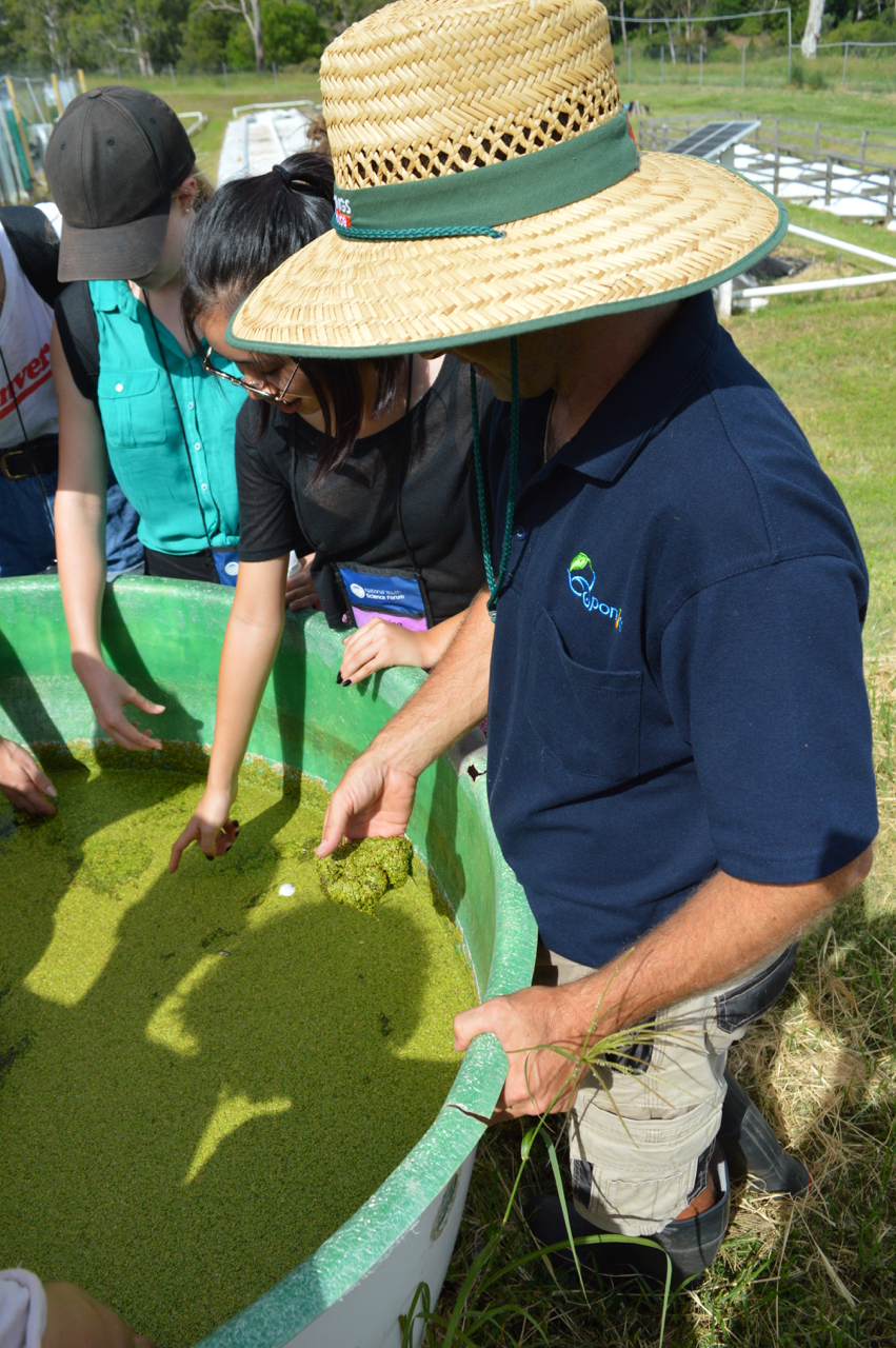 Students are shown the algae mass production on the farm