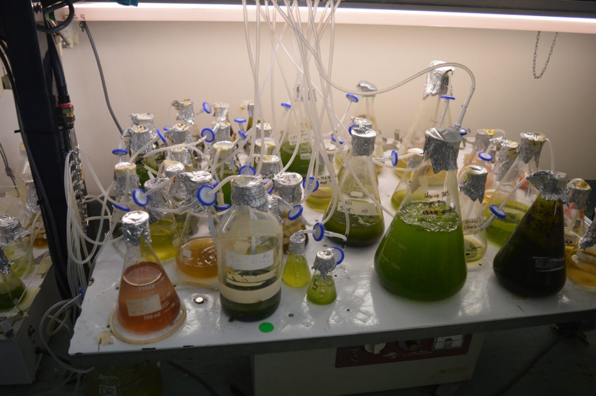 The algae strains are identified in the lab